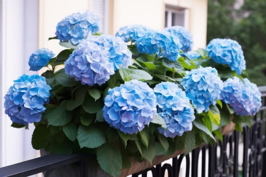 Blue hydrangea in a pot hangs on the balcony