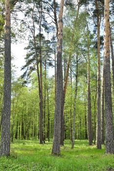 Forest with pine and birch trees on sunny summer day