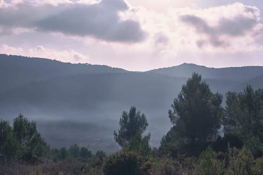 Mountain landscape with pine trees and misty clouds. Foggy, mysterious, cloudy and luminous, lonely sky