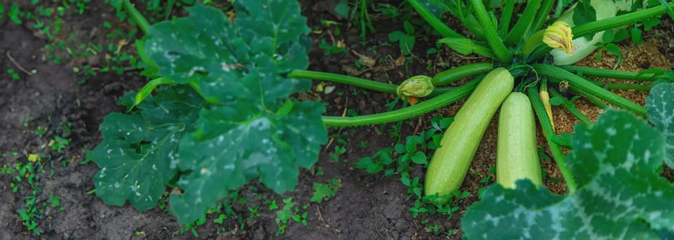 Zucchini harvest growing in the garden. Selective focus. Food.