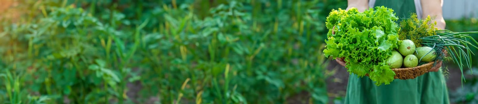 A woman farmer holds a harvest of vegetables in her hands. Selective focus. Food.