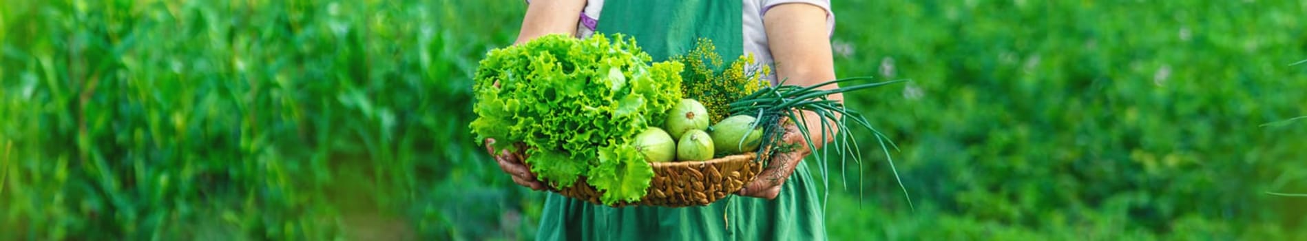 A woman farmer holds a harvest of vegetables in her hands. Selective focus. Food.