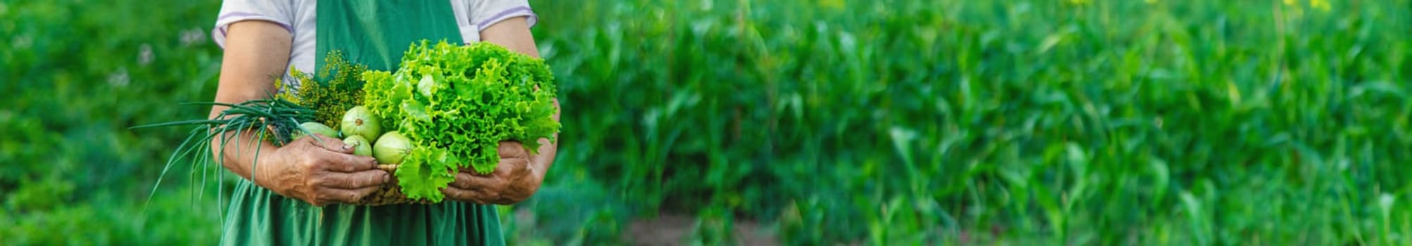 A woman farmer holds a harvest of vegetables in her hands. Selective focus. Food.