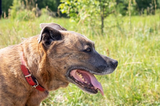 Staffordshire Terrier in the field, close up portrait