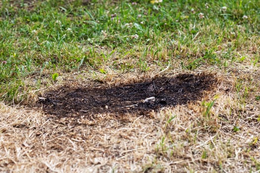 Burnt dry grass close up, abstract background or texture