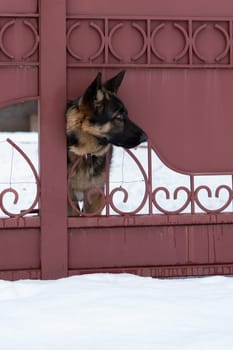Dog behind a fence. High quality photo