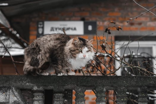 licking cat on the fence. High quality photo