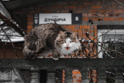 licking cat on the fence. High quality photo