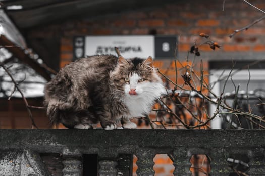licking cat on the fence. High quality photo