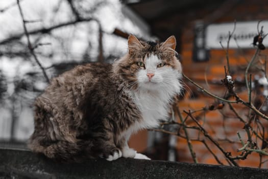 licking cat on the fence. High quality photo