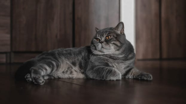 A British Shorthair Grey Cat Relaxing at Home. High quality photo