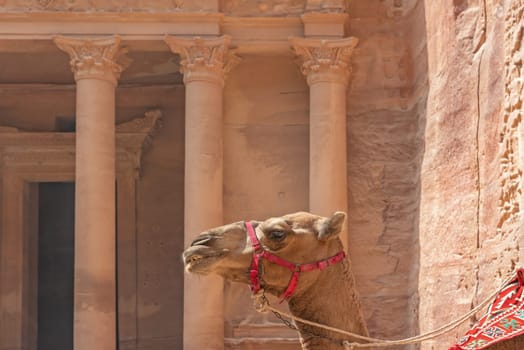 Head of camel with the  Treasury in the background. Archaeological site Petra. Jordan. Horizontally. 