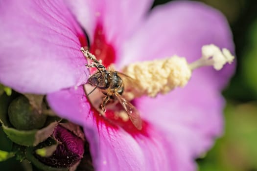 Macro photo of the head of honey bee standing on a hibiscus flower. Horizontally.