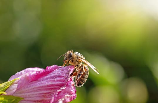 Honey bee is pollinating hibiscus flower closeup. Horizontally. 
