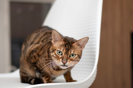 bengal cat sitting on a white chair with a snarling expression on his face, a feeling of danger and alertness. The cat's gaze and protective posture suggest increased alertness and protection.