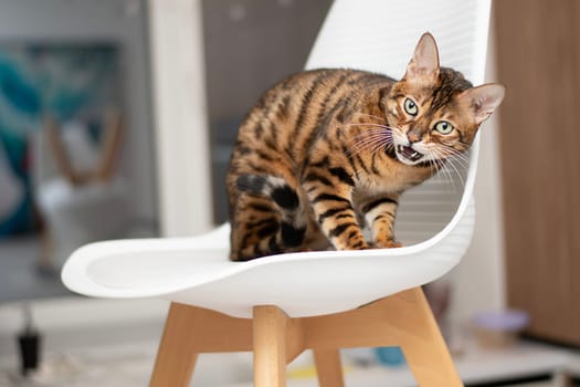 bengal cat sitting on a white chair with a snarling expression on his face, a feeling of danger and alertness. The cat's gaze and protective posture suggest increased alertness and protection.