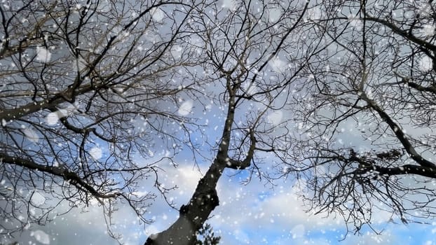Snowfall on Bare Trees Against a Winter Sky.The serene beauty of a winter scene, featuring bare tree branches silhouetted against a cloudy sky.