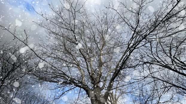 Snowfall on Bare Trees Against a Winter Sky.The serene beauty of a winter scene, featuring bare tree branches silhouetted against a cloudy sky.