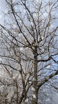Snowfall on Bare Trees Against a Winter Sky.The serene beauty of a winter scene, featuring bare tree branches silhouetted against a cloudy sky.