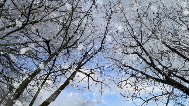 Snowfall on Bare Trees Against a Winter Sky.The serene beauty of a winter scene, featuring bare tree branches silhouetted against a cloudy sky.
