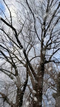 Snowfall on Bare Trees Against a Winter Sky.The serene beauty of a winter scene, featuring bare tree branches silhouetted against a cloudy sky.
