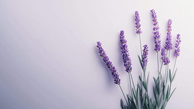 bouquet of lavender on a white background. selective focus.
