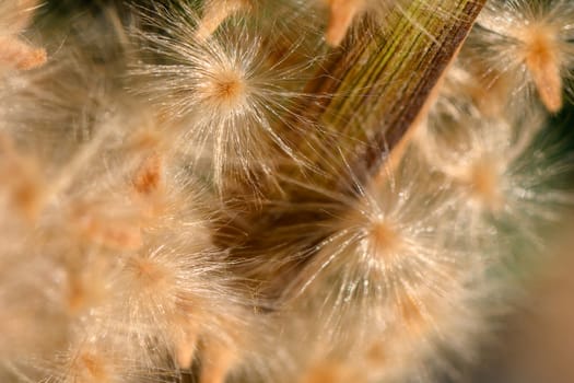 Soft, fluffy fibers catch warm sunlight, creating a serene display of nature’s intricate beauty in a vibrant setting.