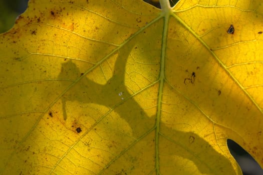 Yellow leaves cast intricate shadows, capturing sunlight and showcasing nature's quiet artistry.