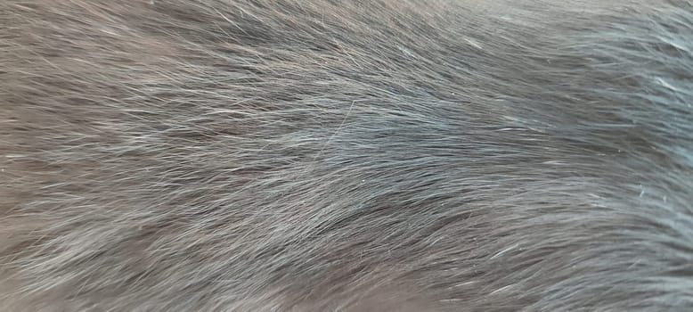 Gray animal fur cat background texture. High quality photo