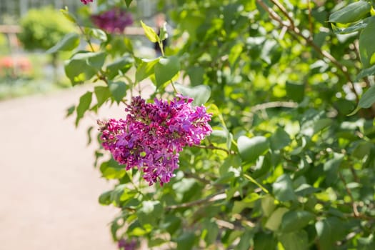 Syringa vulgaris, the common purple lilac, blooms beautifully in the garden during sunny weather
