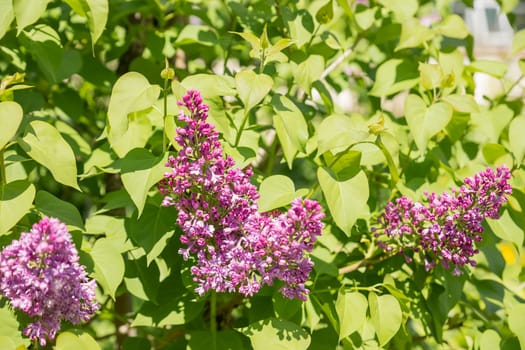Syringa vulgaris, the common purple lilac, blooms beautifully in the garden during sunny weather