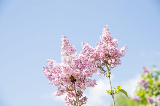 Syringa vulgaris, the common purple lilac, blooms beautifully in the garden during sunny weather