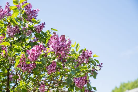Syringa vulgaris, the common purple lilac, blooms beautifully in the garden during sunny weather