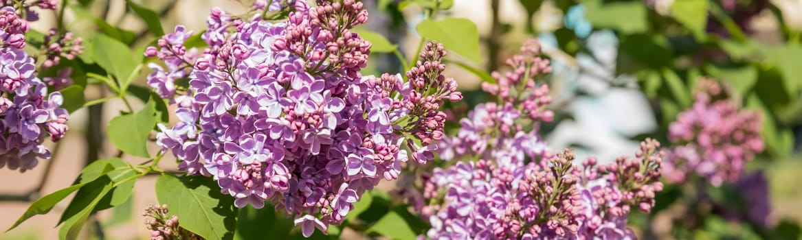 Syringa vulgaris, the common purple lilac, blooms beautifully in the garden during sunny weather
