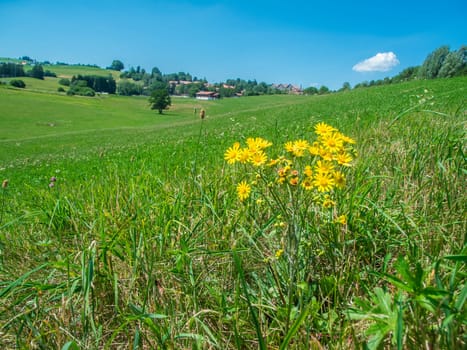 Close-up of the spring ragwort (lat: Senecio leucanthemifolius) on a meadow in the Bavarian Ostallgäu near the village of Oy-Mittelberg in summer against a blue sky.