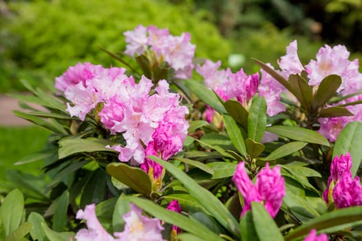 Bush of many delicate vivid pink flowers of azalea or Rhododendron plant in a sunny spring garden.Japanese pink Azalea flowers .
