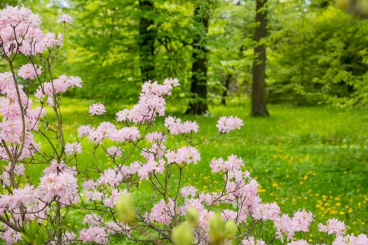 Bush of many delicate vivid pink flowers of azalea or Rhododendron plant in a sunny spring garden.Japanese pink Azalea flowers .