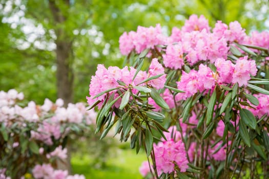 Bush of many delicate vivid pink flowers of azalea or Rhododendron plant in a sunny spring garden.Japanese pink Azalea flowers .