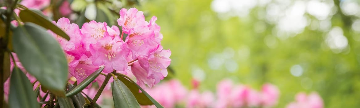 Bush of many delicate vivid pink flowers of azalea or Rhododendron plant in a sunny spring garden.Japanese pink Azalea flowers .