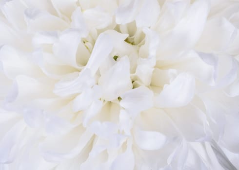 Abstract macro of a white chrysanthemum blossom