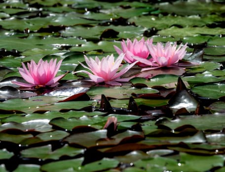 Closeup of a pink water lilly blossom in a pond