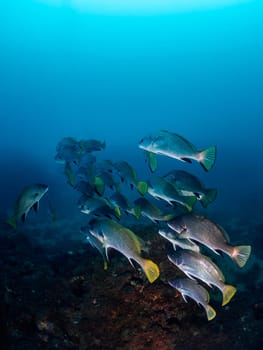 school of black drum fish swimming together in deep blue sea with clear water, concept of marine wildlife and underwater fauna, copyspace for text