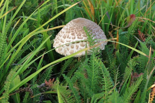 Detail of the small ragged parasol mushroom in the grass