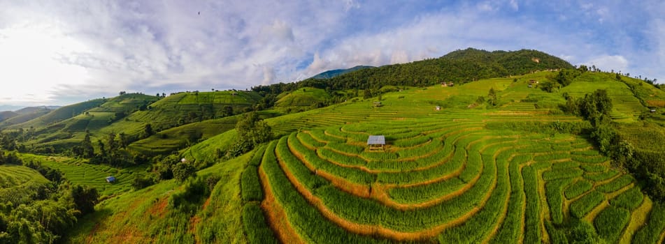 Terraced Rice Field in Chiangmai, Thailand, Pa Pong Piang rice terraces, green rice paddy fields during rain season