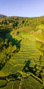 Terraced Rice Field in Chiangmai, Thailand, Pa Pong Piang rice terraces, green rice paddy fields during rain season at sunset in the mountains