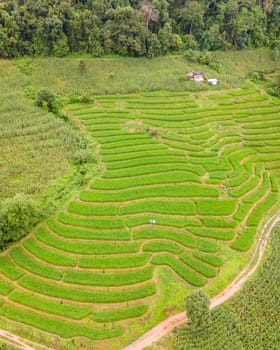 Terraced Rice Field in Chiangmai, Thailand, Pa Pong Piang rice terraces