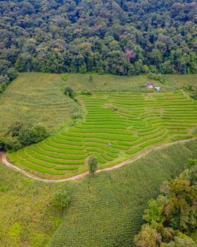 Terraced Rice Field in Chiangmai, Thailand, Pa Pong Piang rice terraces, green rice paddy fields during rain season in Northern Thailand