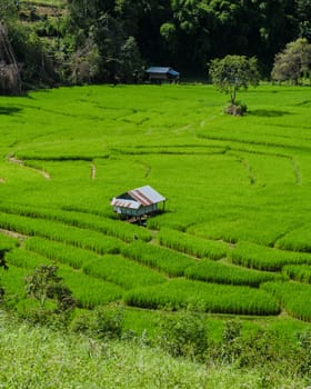 Terraced Rice Field in Chiangmai during the green rain season, Thailand. Royal Project Khun Pae Northern Thailand