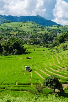 Curved Terraced Rice Field in Chiangmai during the green rain season, Thailand. Royal Project Khun Pae Northern Thailand