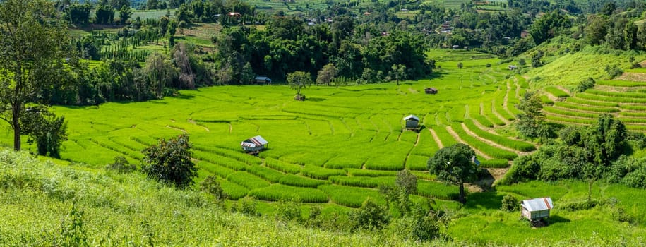 Terraced Rice Field in Chiangmai during the green rain season, Thailand. Royal Project Khun Pae Northern Thailand with green mountains